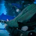 U.S. Marines conduct combatant dive training with Swedish Marines