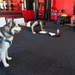 Oregon National Guard Physician Assistant Retakes Push-Up World Record