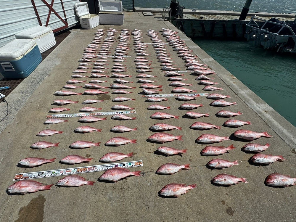 Red Snapper Lined Up That Was Retrieved from a Lancha by the Coast Guard