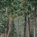 National Recreation Trail - Pinecrest Lake Loop