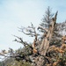 National Recreation Trail - Pinecrest Lake Loop