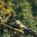ISTC Alpine Sniper Course