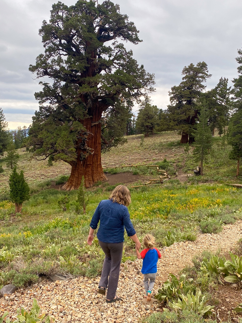 Tallest, perhaps oldest - Bennett Juniper