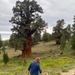 Tallest, perhaps oldest - Bennett Juniper