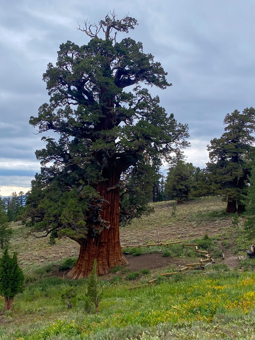 Tallest, perhaps oldest - Bennett Juniper