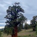 Tallest, perhaps oldest - Bennett Juniper