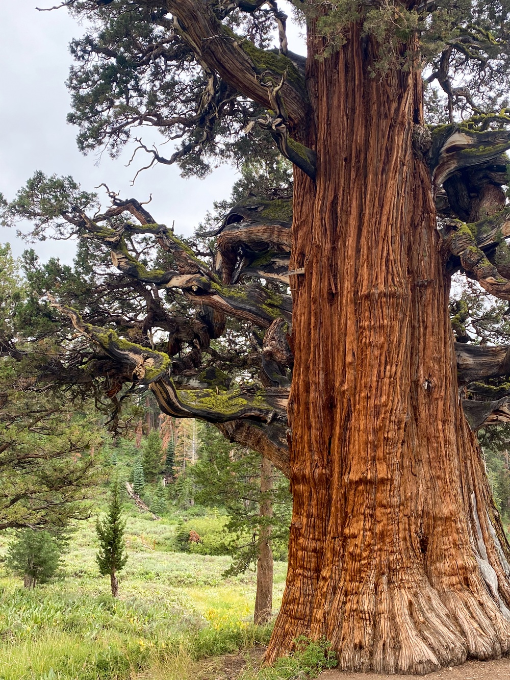 Tallest, perhaps oldest - Bennett Juniper