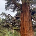 Tallest, perhaps oldest - Bennett Juniper