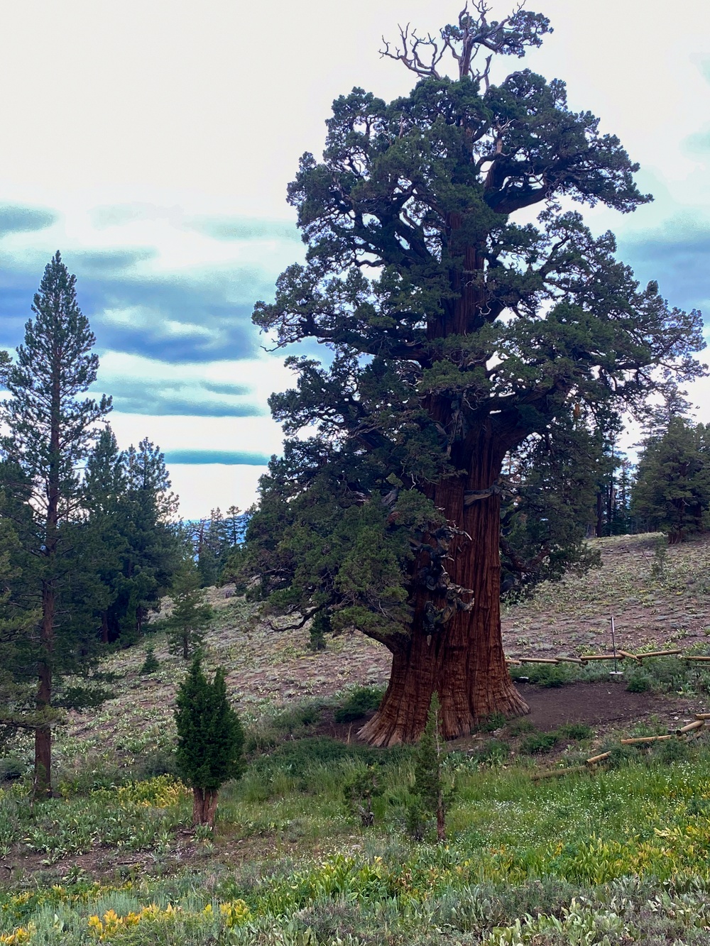 Tallest, perhaps oldest - Bennett Juniper
