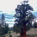 Tallest, perhaps oldest - Bennett Juniper