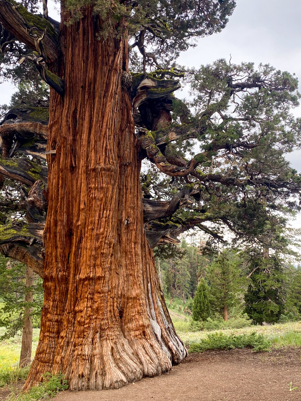 Tallest, perhaps oldest - Bennett Juniper