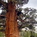 Tallest, perhaps oldest - Bennett Juniper
