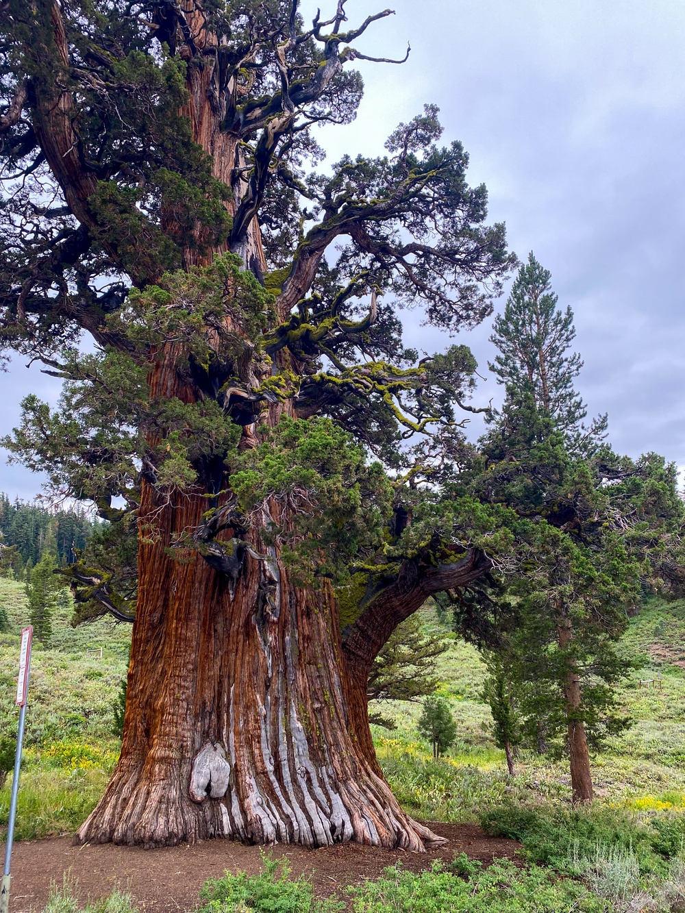 Tallest, perhaps oldest - Bennett Juniper