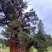 Tallest, perhaps oldest - Bennett Juniper