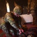 Veterinary Readiness Activity Soldier of the Year MSTC