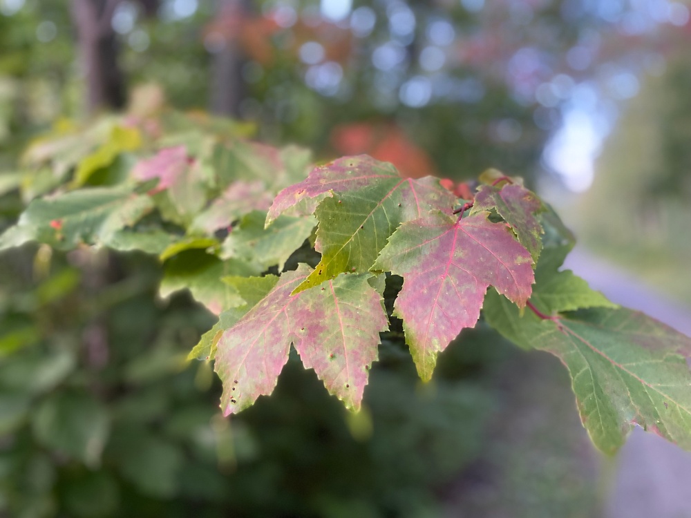 Maple leaves turning from green to red on the Superior National Forest