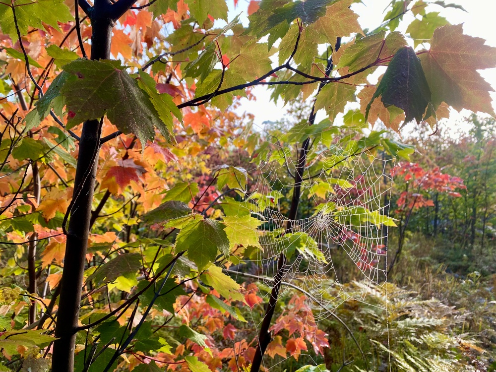 A spider web in the fall forest wet with dew-Superior National Forest