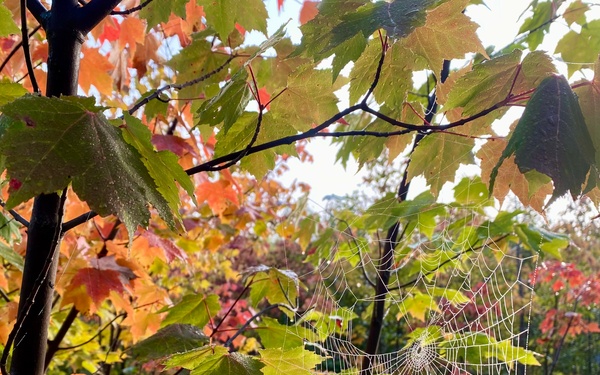 A spider web in the fall forest wet with dew-Superior National Forest