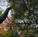 Forest canopy turning color on the Superior National Forest