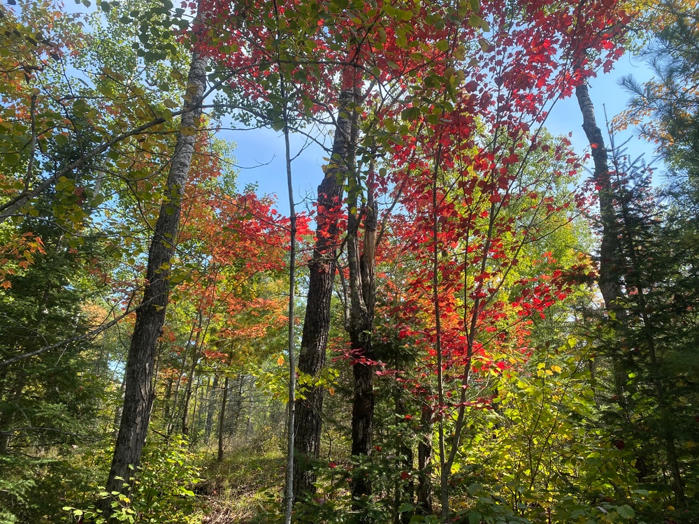 Maple trees in the forest turn red in the fall on the Superior National Forest