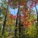 Maple trees in the forest turn red in the fall on the Superior National Forest