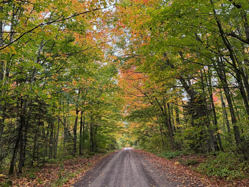Fall color starts to shine in the tree canopy on the 600 Road-Superior National Forest