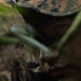 31st MEU | Animal Co. BLT 1/7 at JWTC