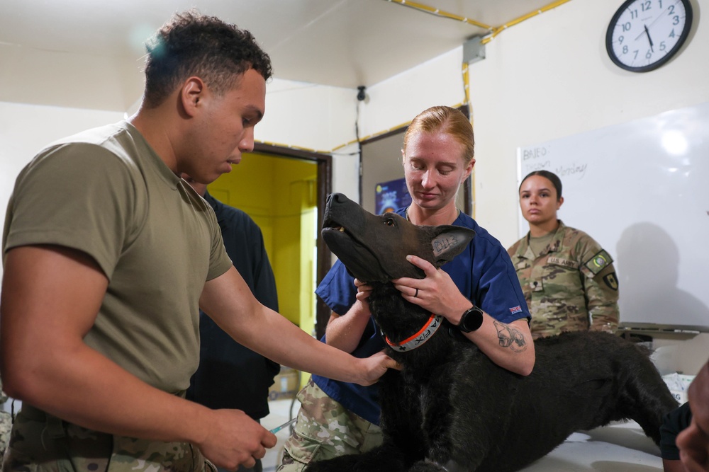 Pacific Partnership provide veterinarian training to the staff of the Koror State Animal Shelter and Clinic.