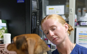 Pacific Partnership provide veterinarian training to the staff of the Koror State Animal Shelter and Clinic.