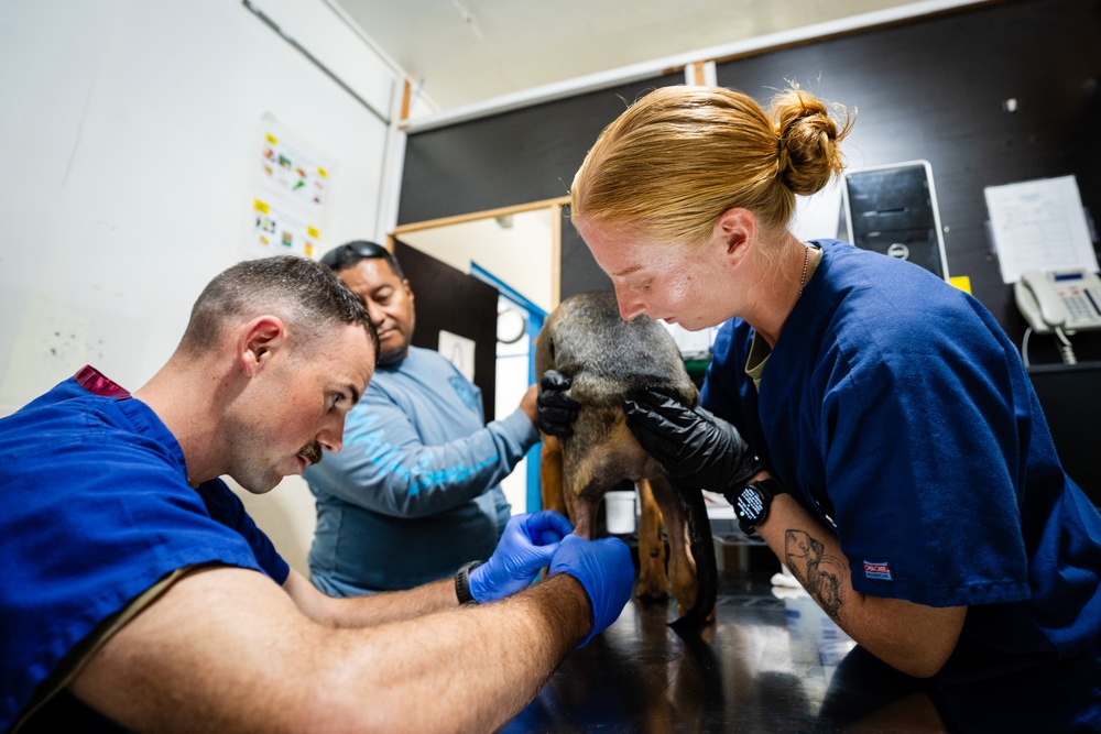 U.S. Army Soldiers with Pacific Partnership 2025 Conduct Veterinary training at the Koror Animal Shelter in Koror, Palau, Sept. 25.