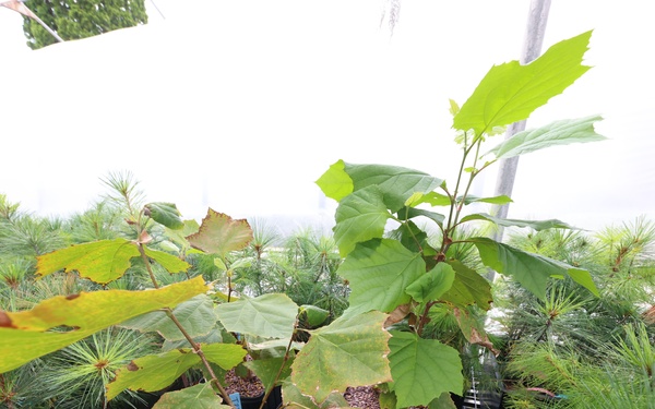 Ottawa National Forest - J.W. Toumey Nursery