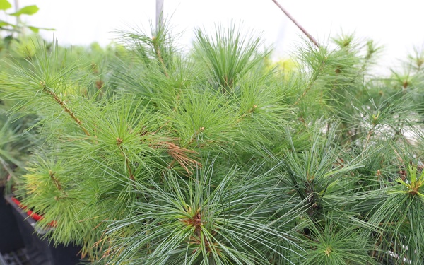 Ottawa National Forest - J.W. Toumey Nursery