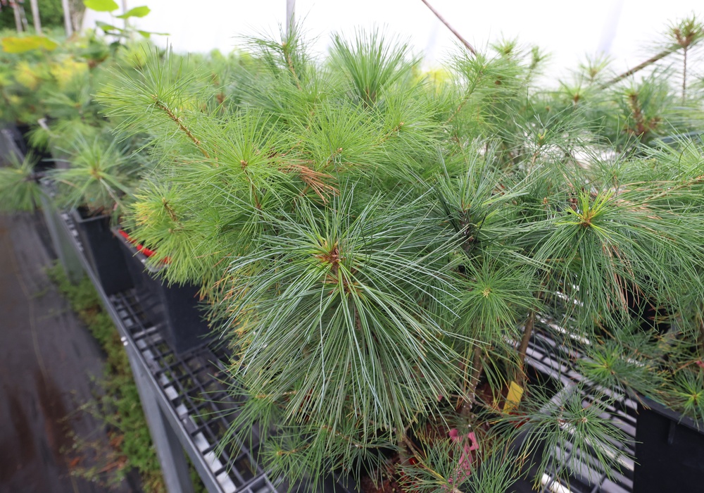 Ottawa National Forest - J.W. Toumey Nursery