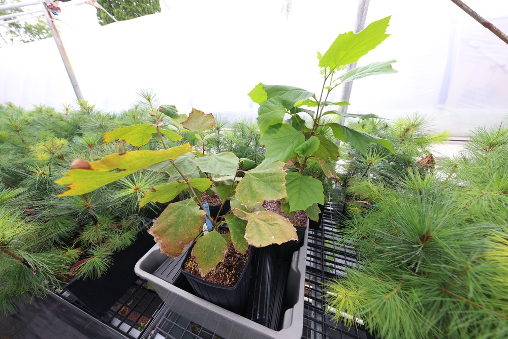 Ottawa National Forest - JW Toumey Nursery