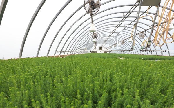 Ottawa National Forest - J.W. Toumey Nursery