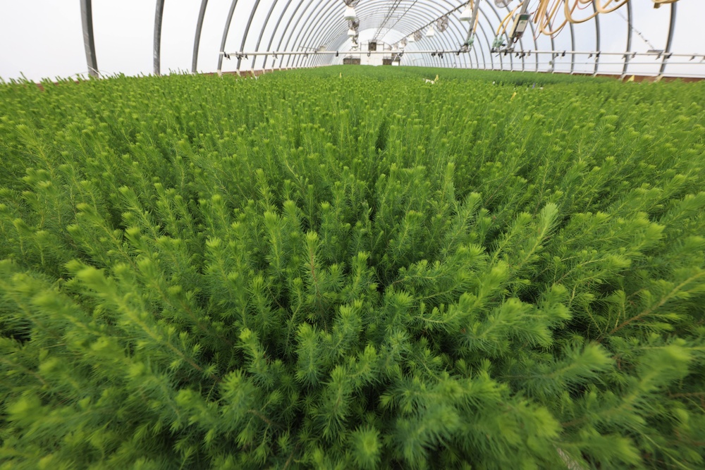 Ottawa National Forest - J.W. Toumey Nursery