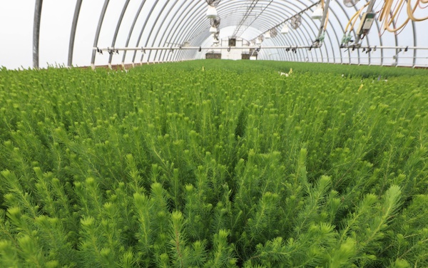 Ottawa National Forest - J.W. Toumey Nursery