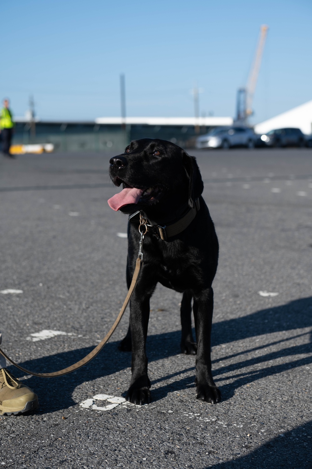 Boomer the Transportation Security Administration K9