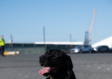 Boomer the Transportation Security Administration K9