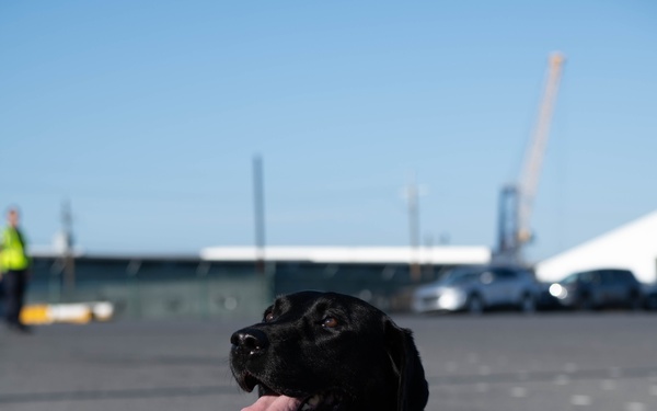 Boomer the Transportation Security Administration K9