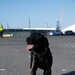 Boomer the Transportation Security Administration K9