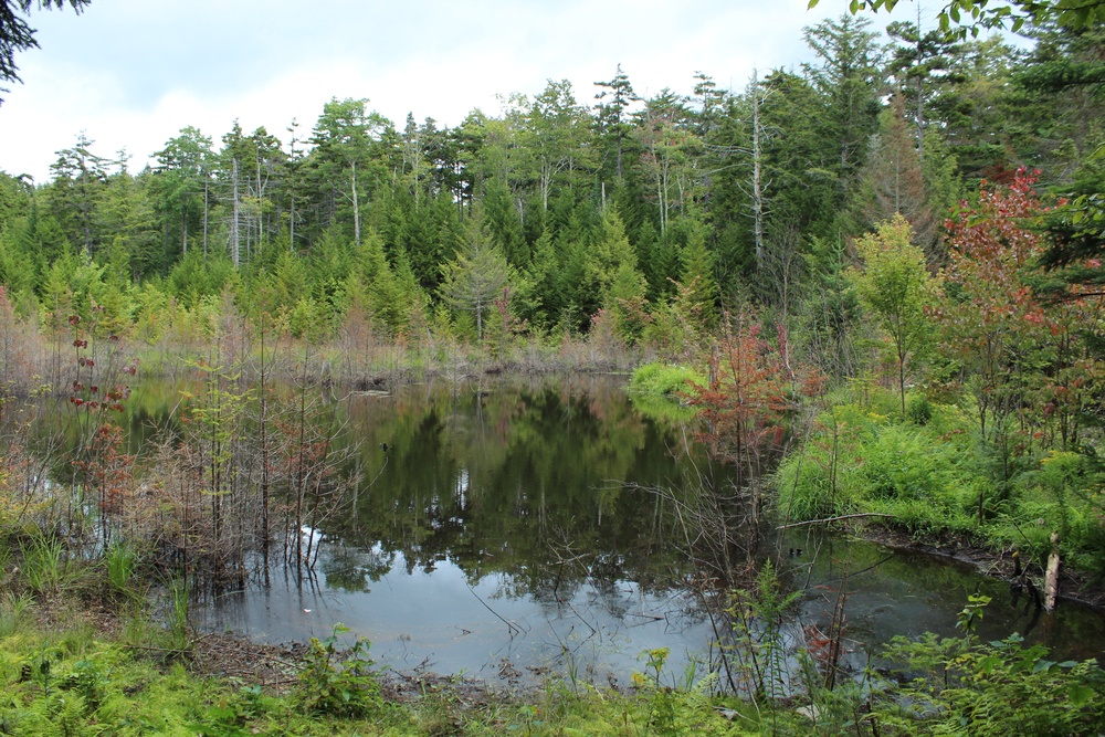 Chittenden Brook Trails