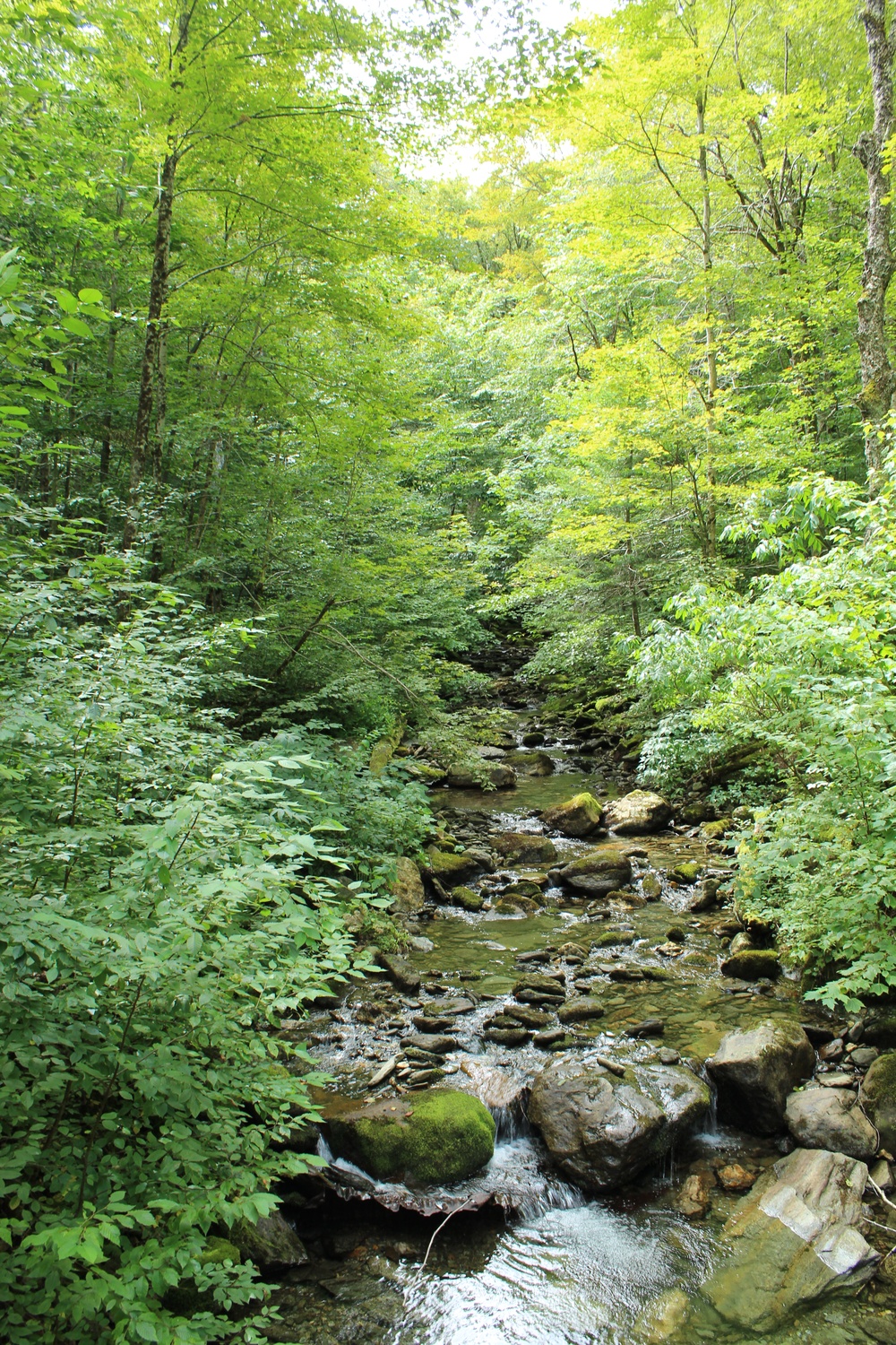 Chittenden Brook Trails