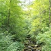 Chittenden Brook Trails