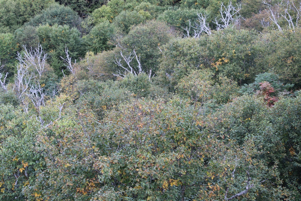 Tree tops beginning to change
