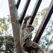 Indo-Pacific servicemembers conduct Pre-Ranger course (SURT) in Hawaii