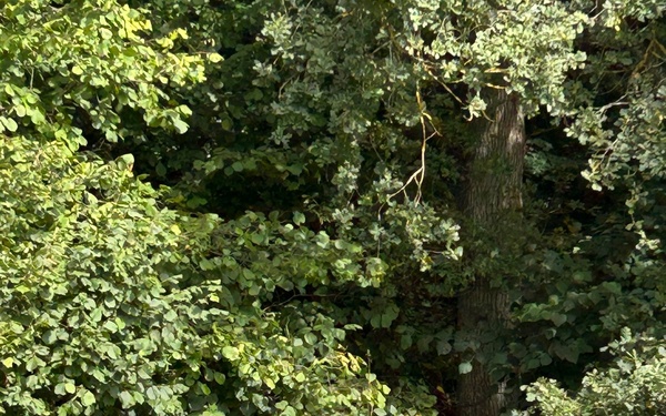 USAG Stuttgart chaplains hold Catholic picnic at Katzenbacher Hof Biergarten