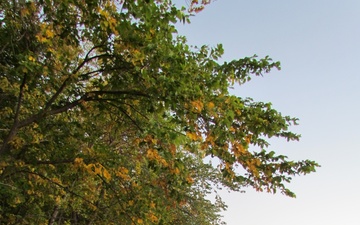 Fall colors popping along the shores of Leech Lake, Chippewa National Forest