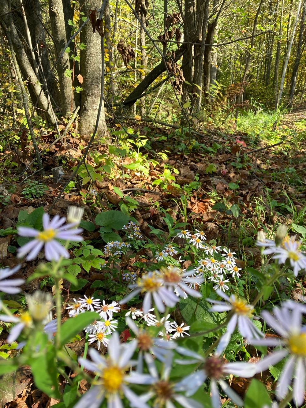 Fall colors Fall Flowers all on the Chippewa National Forest