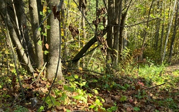 Fall colors Fall Flowers all on the Chippewa National Forest